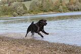 LABRADOR 246